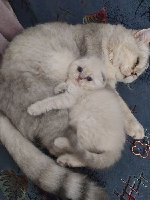 Шотландский кот вязка