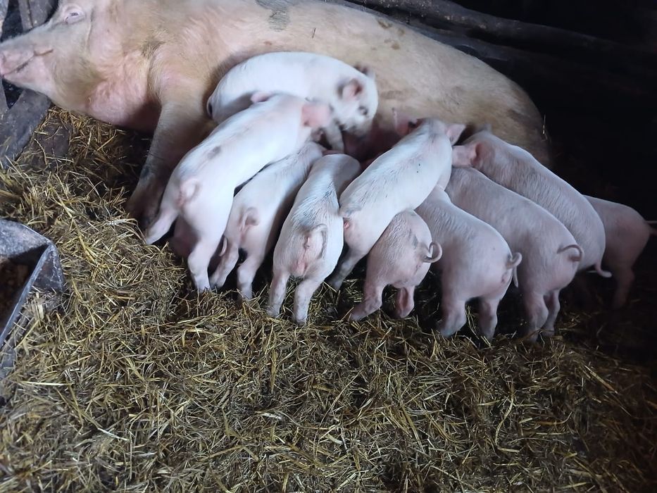 Набираю клиентов на поросят