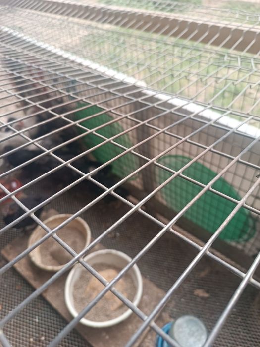 Tovuqlar narxi 120 000 mingda 150 dona bor kelishamiz tellefon qiluvri