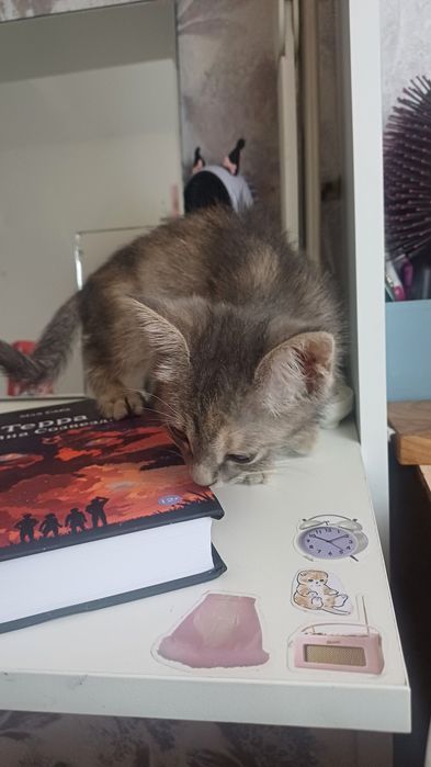 Отдаю котят в добрые руки