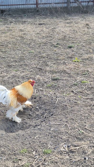 Cocoș încălțat tânăr