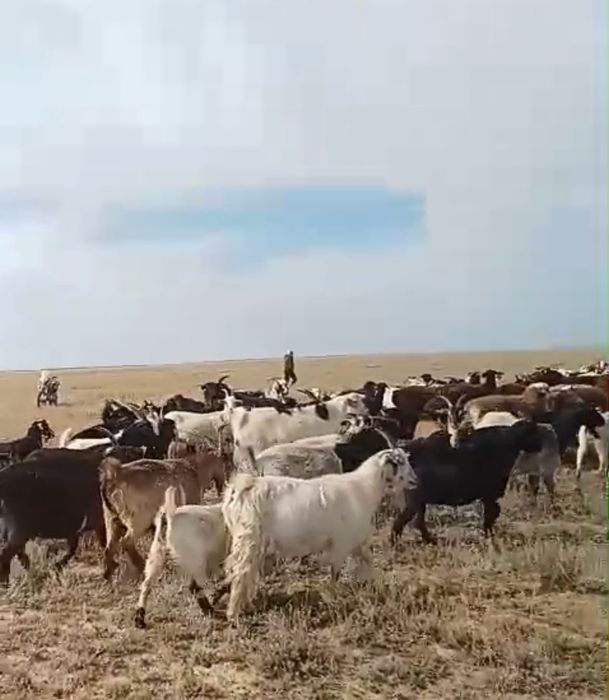 100 бас Ешкі сатылады
