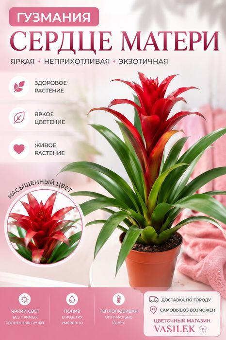 Гузмания "Сердце матери", Комнатное растение, Голландия