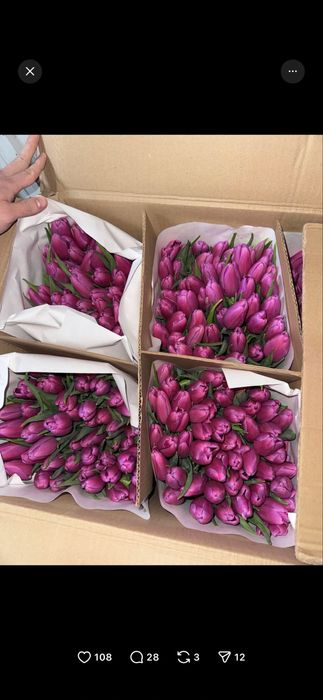 Свежие тюльпаны Шымкент продаются пачками