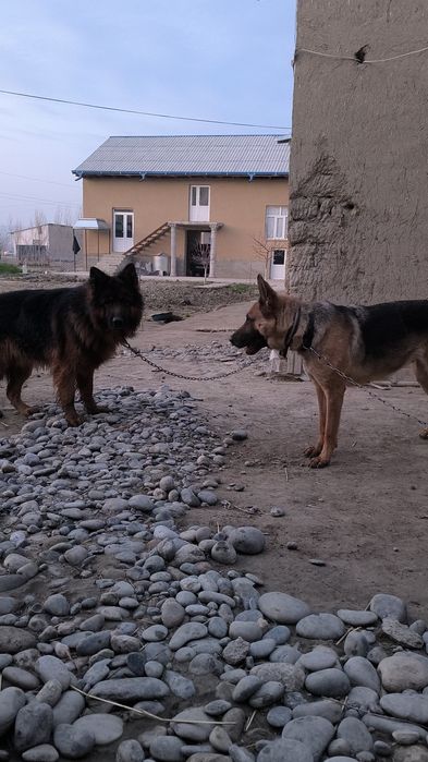 Дилнашерски афчарка сотилади