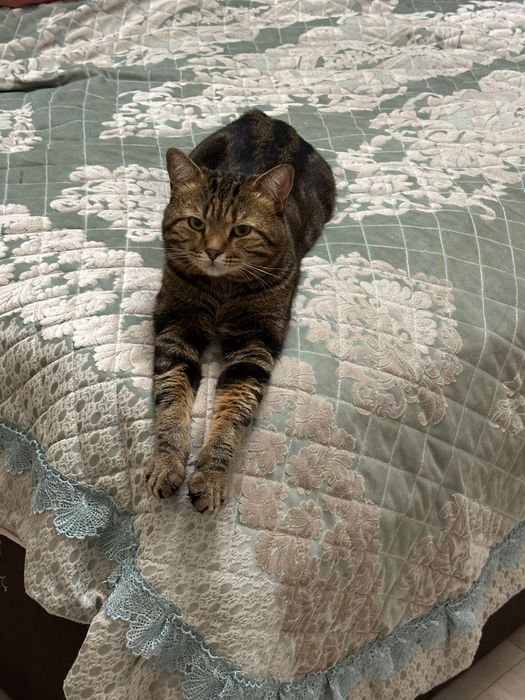 Вязка кота бесплатно