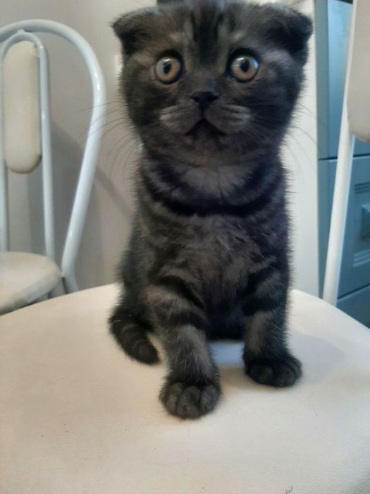 Котята шотландской породы