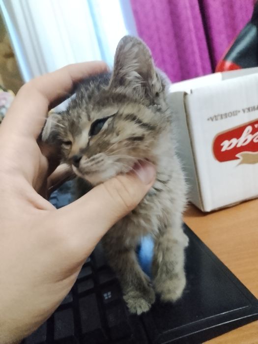 Отдам котенка(девочка) в надежные руки