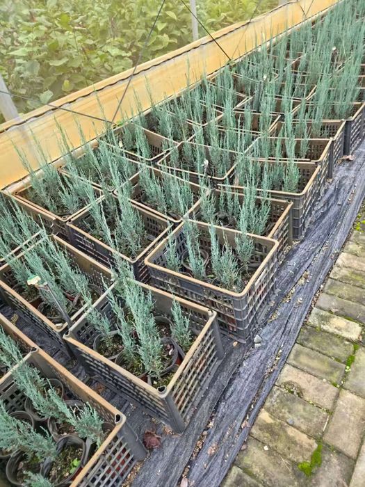 Хитойдан тугридан-тугри биринчи кул кучатлар