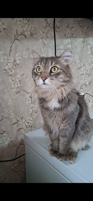 Большой добрый молодой котик Степа в добрые руки!