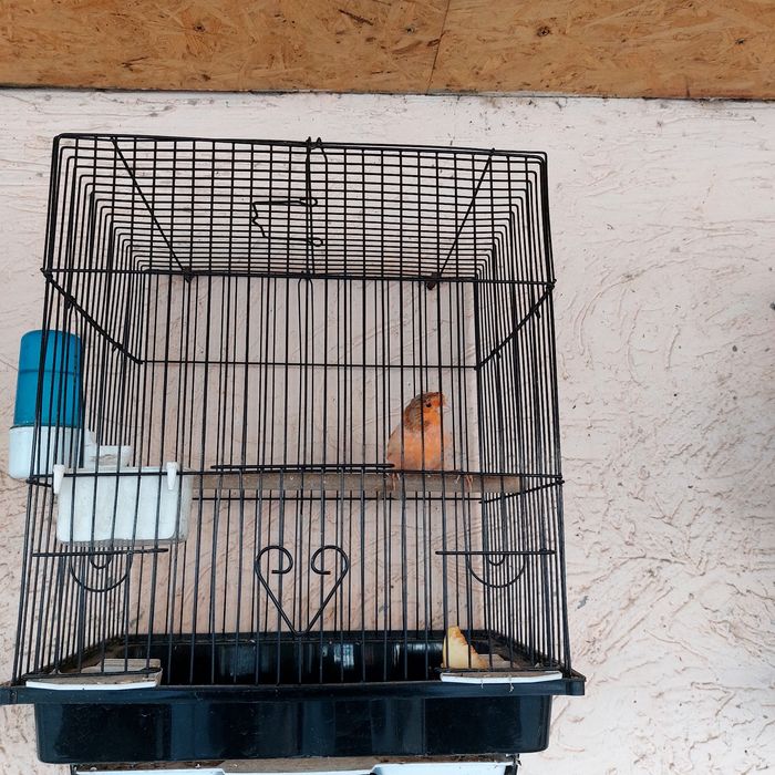 Прадётся канарейка самец