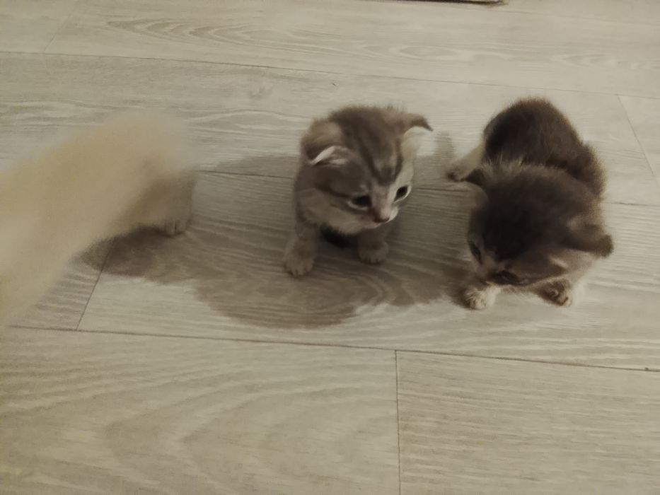 Отдам котят мальчиков в добрые руки