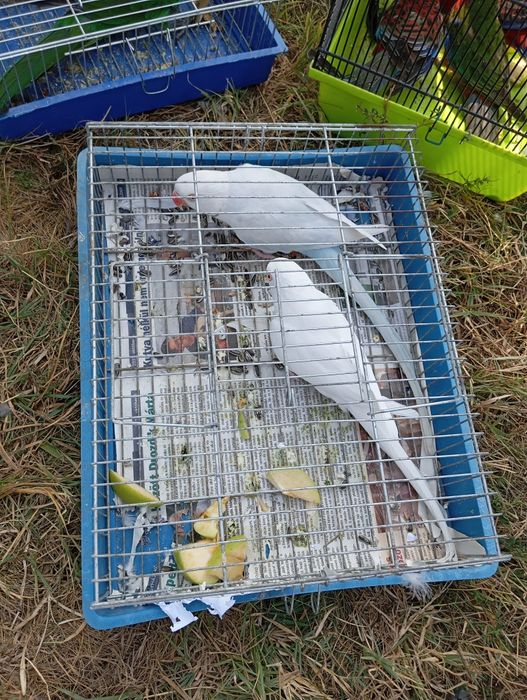 Papagal Micul alexander