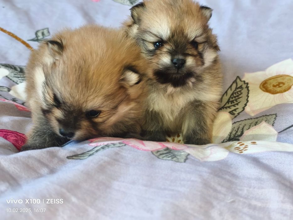 Очаровательные щенки шпица.