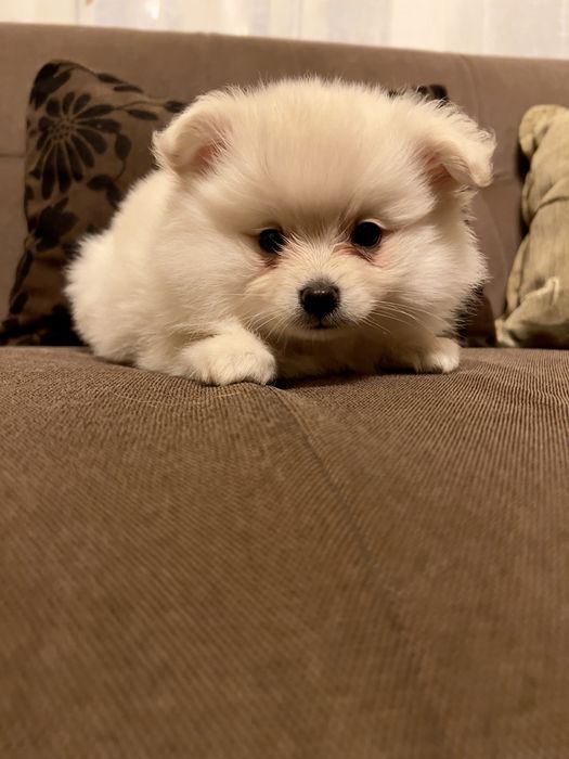 * Cătelușă Pomeranian - Vaccinată -  Deparazitată - Carnet Sănătate *