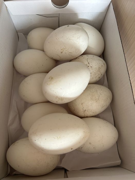 продам инкубационные яйцо гусей