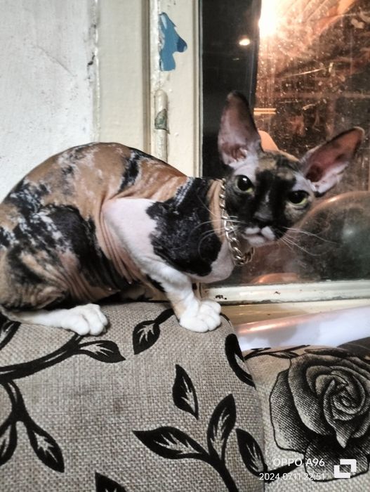 Канадский сфинкс