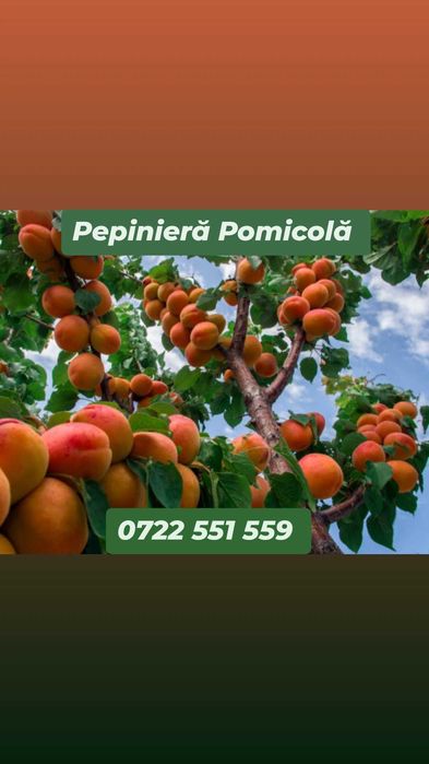 Pomi fructiferi calitate superioară certificati