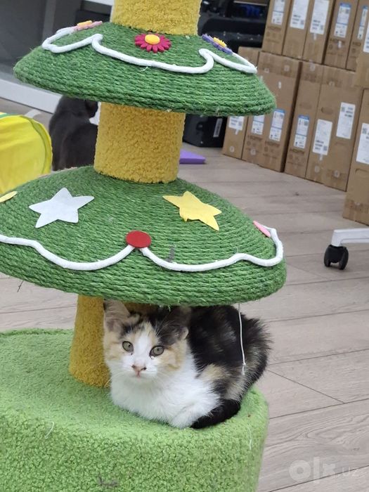 Котенок девочка трехцветная
