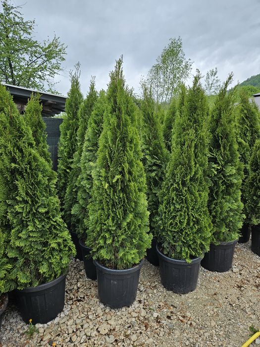 Tuia smaragd mai multe dimensiuni