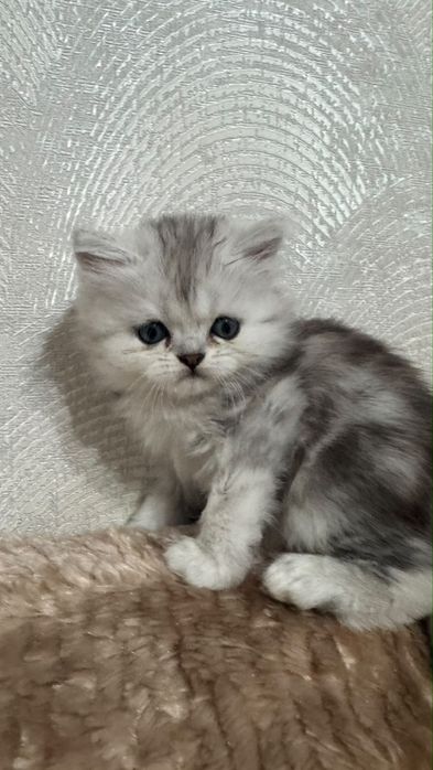 Котенок скоттиш страйт