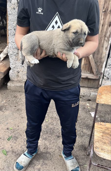 Күшіктер сатылады Щенки