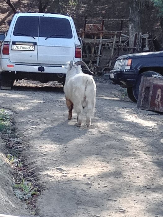 Срочно продам козла, теке