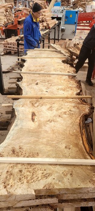 Cherestea uscata plop bubos Cherestea Plop Bubos Uscată în Uscător Pro