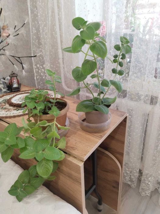 Продам комнатные цветы