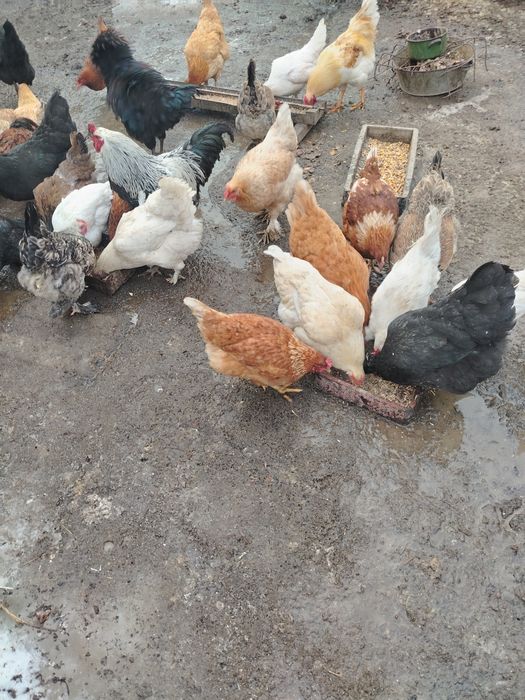 Тауықтар сатылады