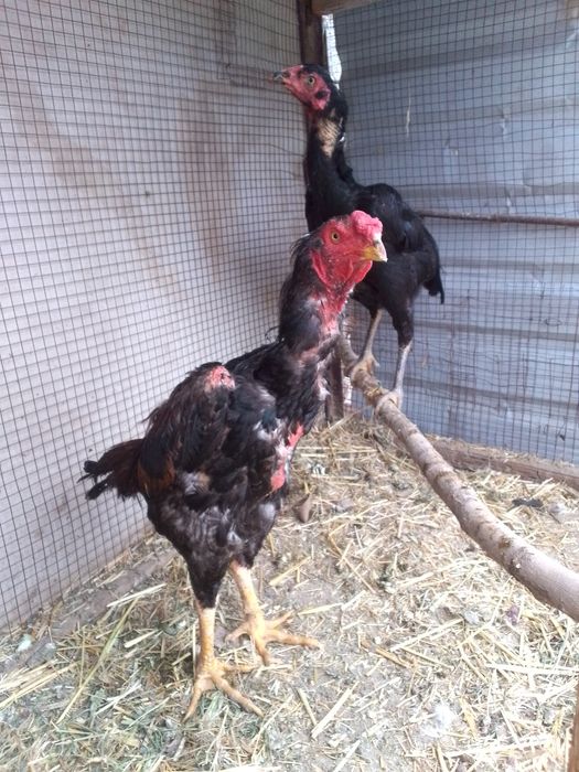 Xoroz bn tovuq sotiladi