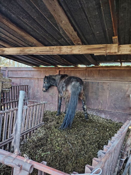 Бие сатылады отенайда