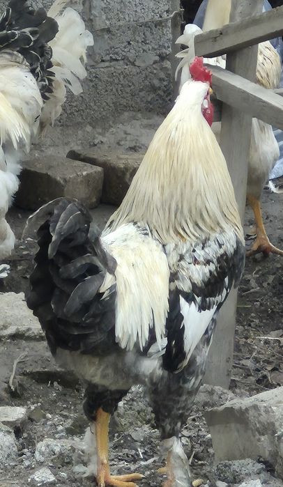 ХУРОЗЛАР сотилади. 1 ёшга тулмаган