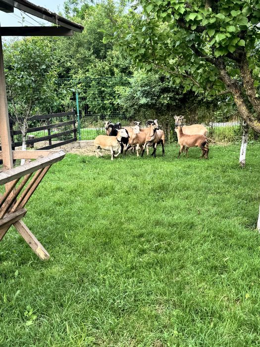 Oi si berbeci de Camerun