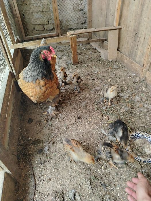 Brama Tuxumlar Sotuvda Zakas Xam Olaman