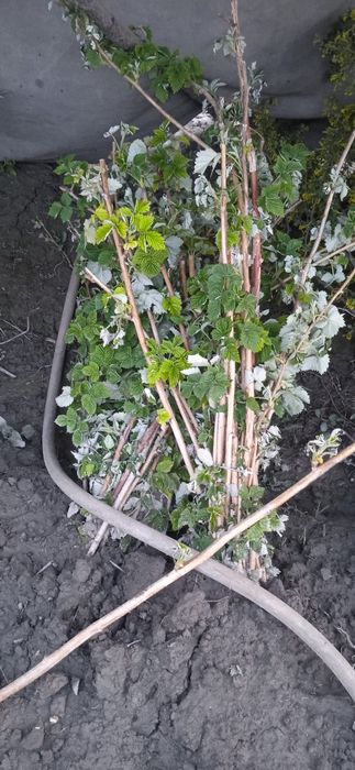 Малина, корамалина. ежевика, ежемалина. Yejimalina, yijiveka, malina