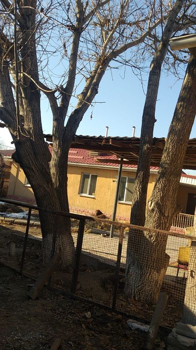 Греческий орех бесплатно