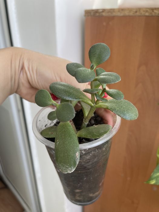 Толстянка или денежное дерево