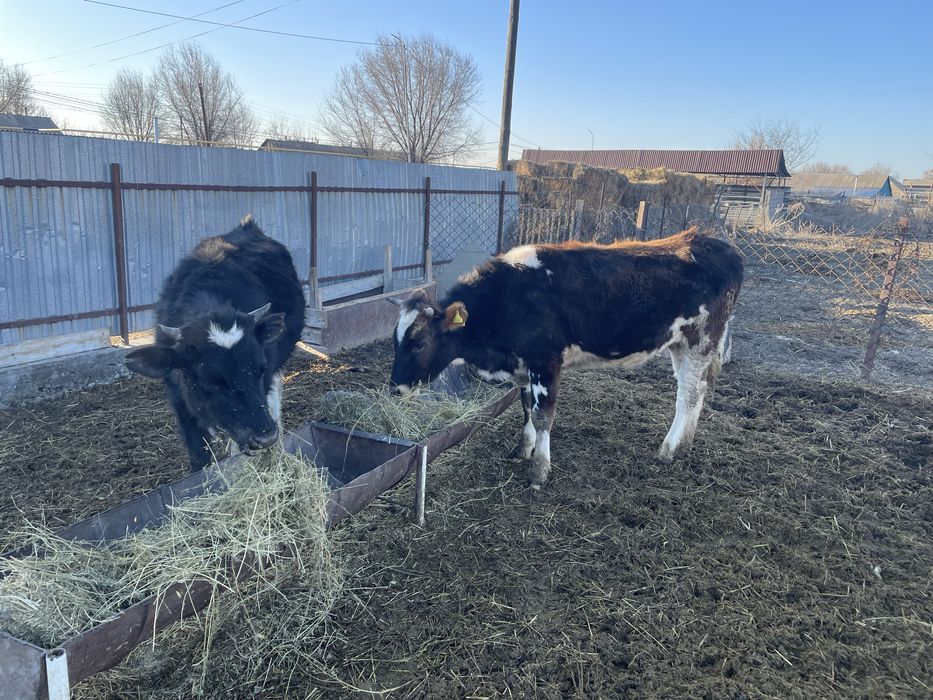 Продам две телки возраст 1,8