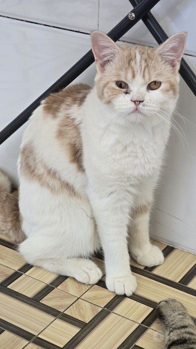 Крутая кошка Муся