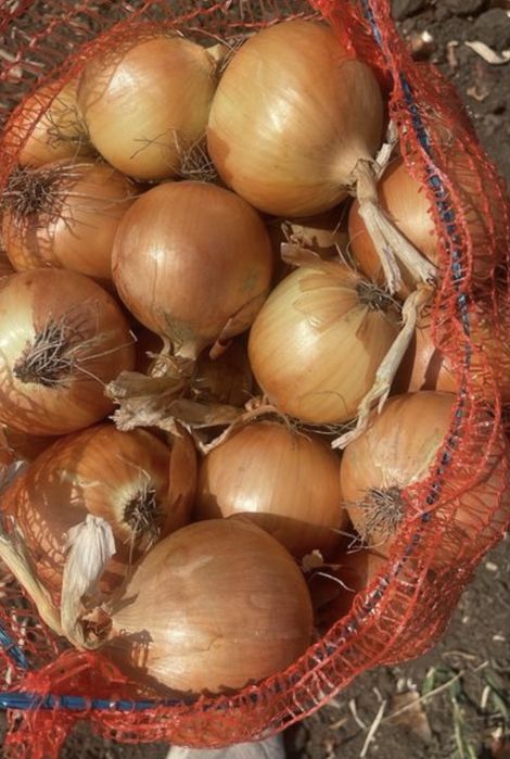 Ceapă de vînzare 1.80 lei kg