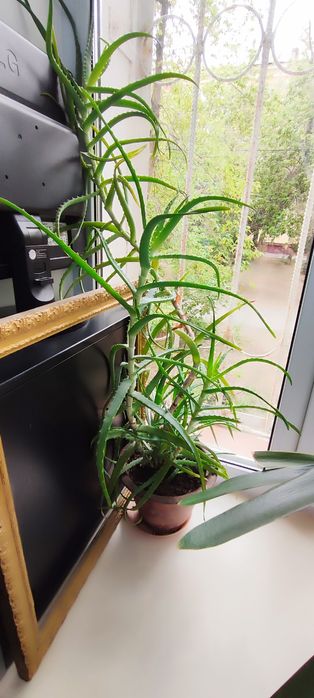 Продам алоэ возраст больше 3 лет