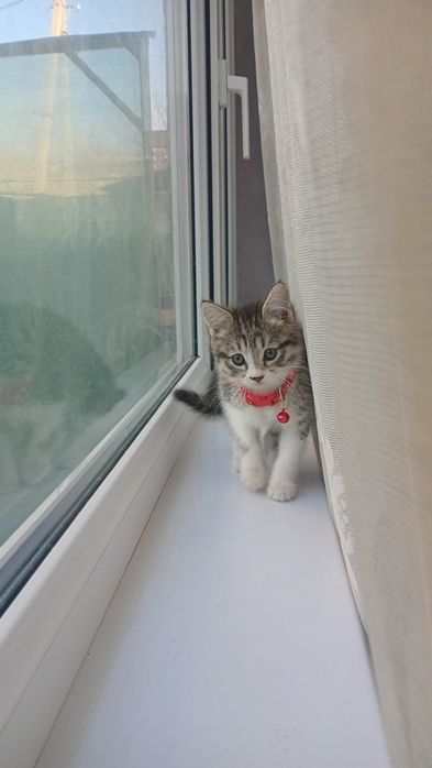 Котенок милый пушок