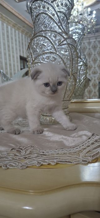 Mushuk    bolalari