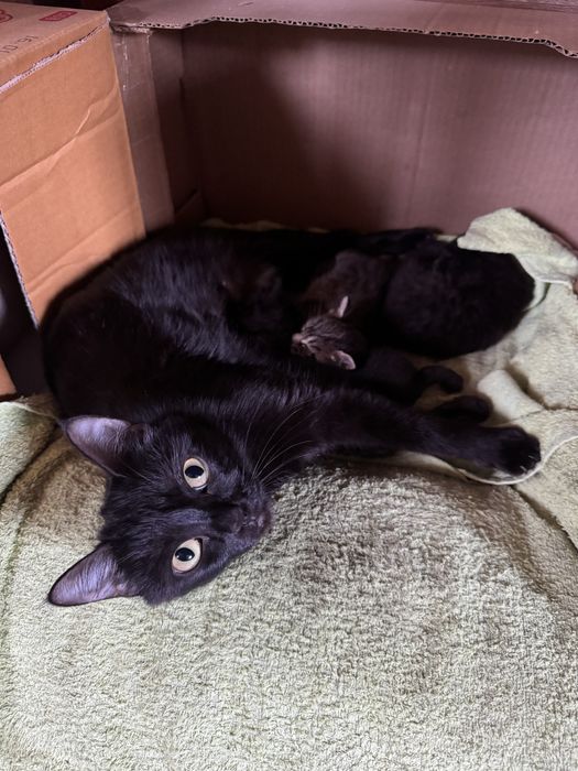 Отдам котят в добрые руки