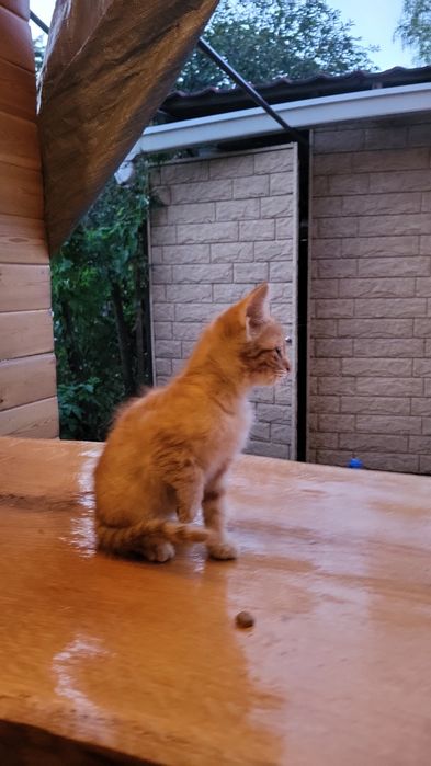 Котята  выросли с Алабаем