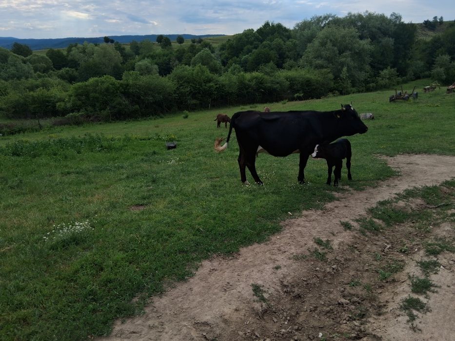 Vând vacă cu vițel