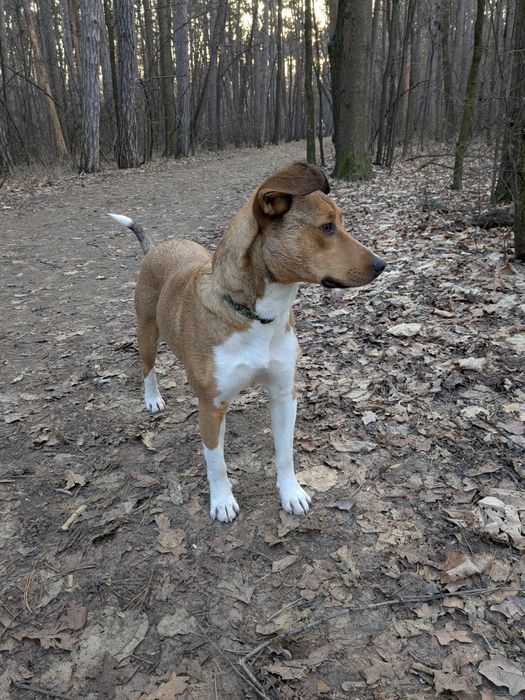 Търси осиновители