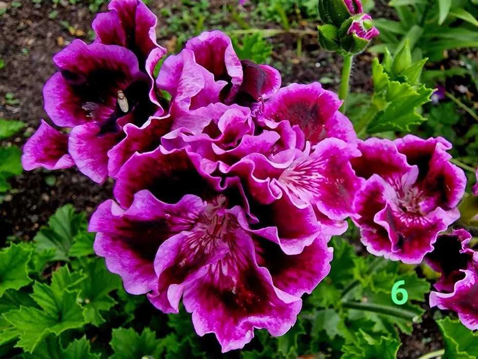 продаю  королевскую герань