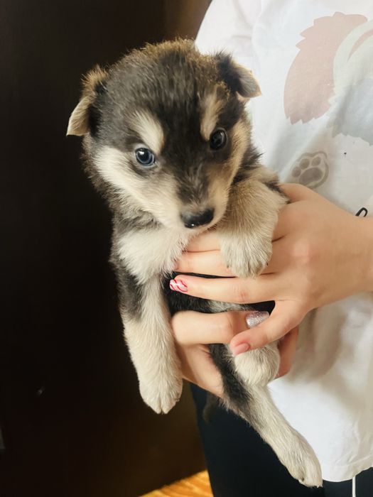 Щенок хаски. Девочка.